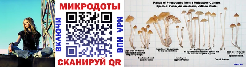 Псилоцибиновые грибы мицелий  Благодарный 